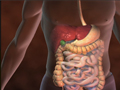 RealAge YOU And Your Body With Dr. Oz Digestion--How Food Becomes Belly Fat Video