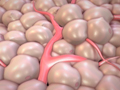 RealAge YOU And Your Body With Dr. Oz Fat Cells and Cellulite Video