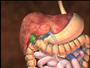 RealAge YOU And Your Body With Dr. Oz Digestion: How Food Becomes Belly Fat Video